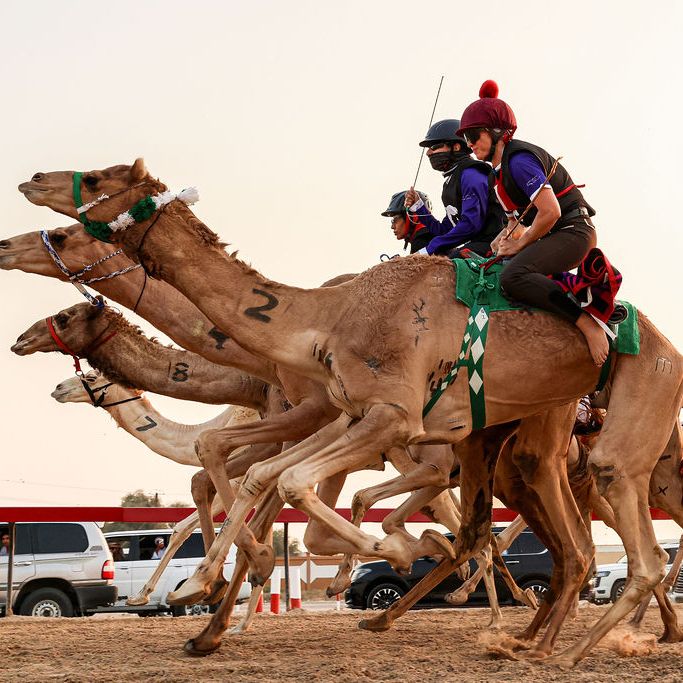 Camel Racing in Dubai: Women Riders, Heritage, and the Thrill of the Track